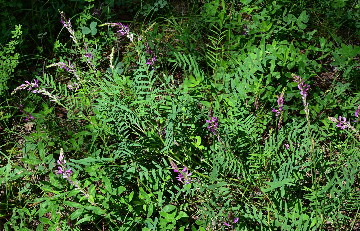 Image of Hedysarum caucasicum specimen.