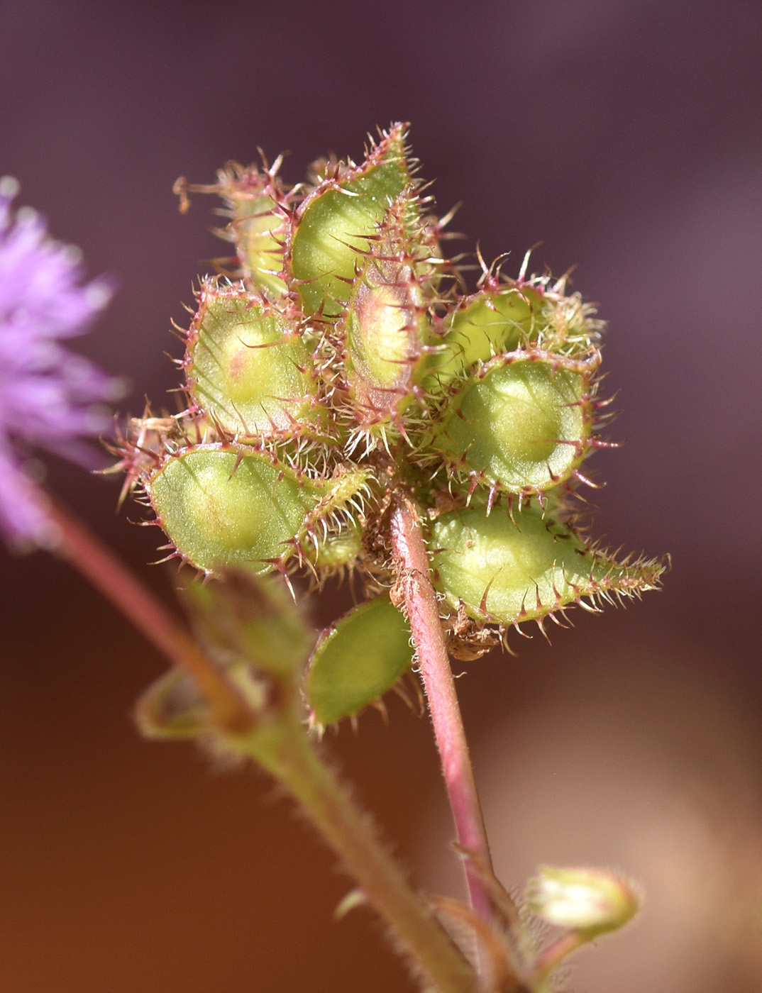 Изображение особи Mimosa pudica.