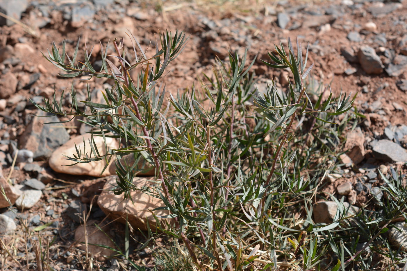 Изображение особи Artemisia dracunculus.