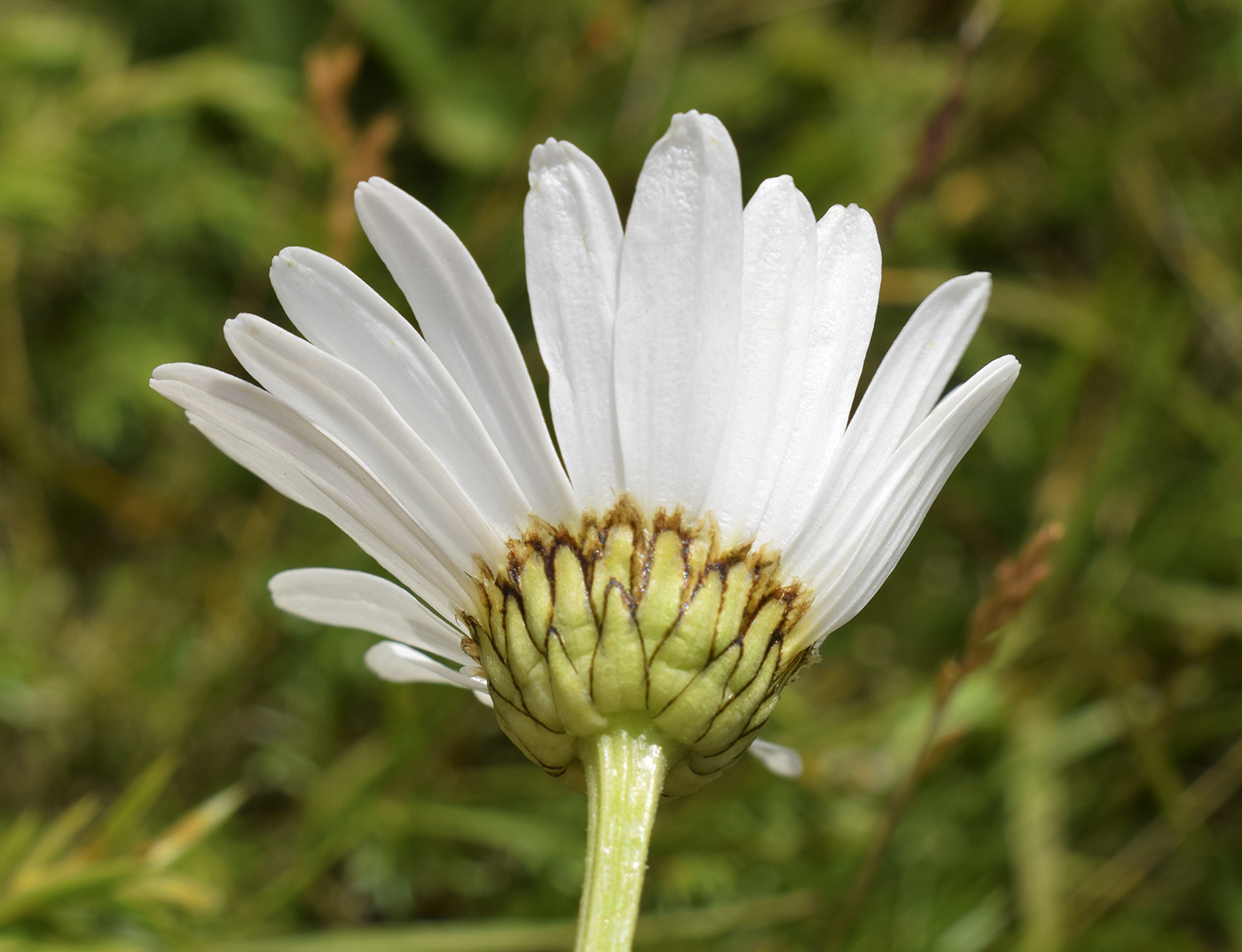 Image of Leucanthemum catalaunicum specimen.