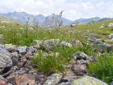 familia Poaceae. Цветущее растение. Карачаево-Черкесия, Урупский р-н, хр. Загедан, долина Ацгарских озёр, ≈ 2600 м н.у.м., в каменистом водотоке между средними озёрами. 09.08.2023.