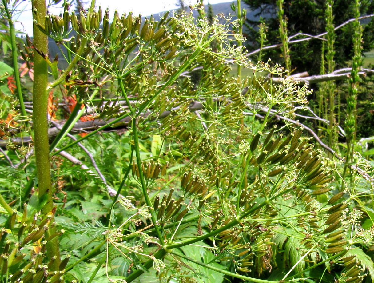 Изображение особи Anthriscus sylvestris var. nemorosa.