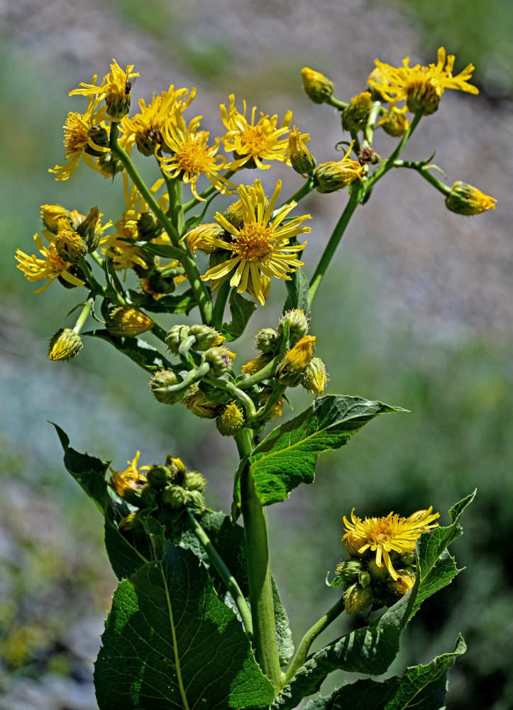 Изображение особи Inula macrophylla.