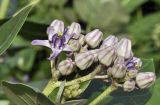 Calotropis gigantea