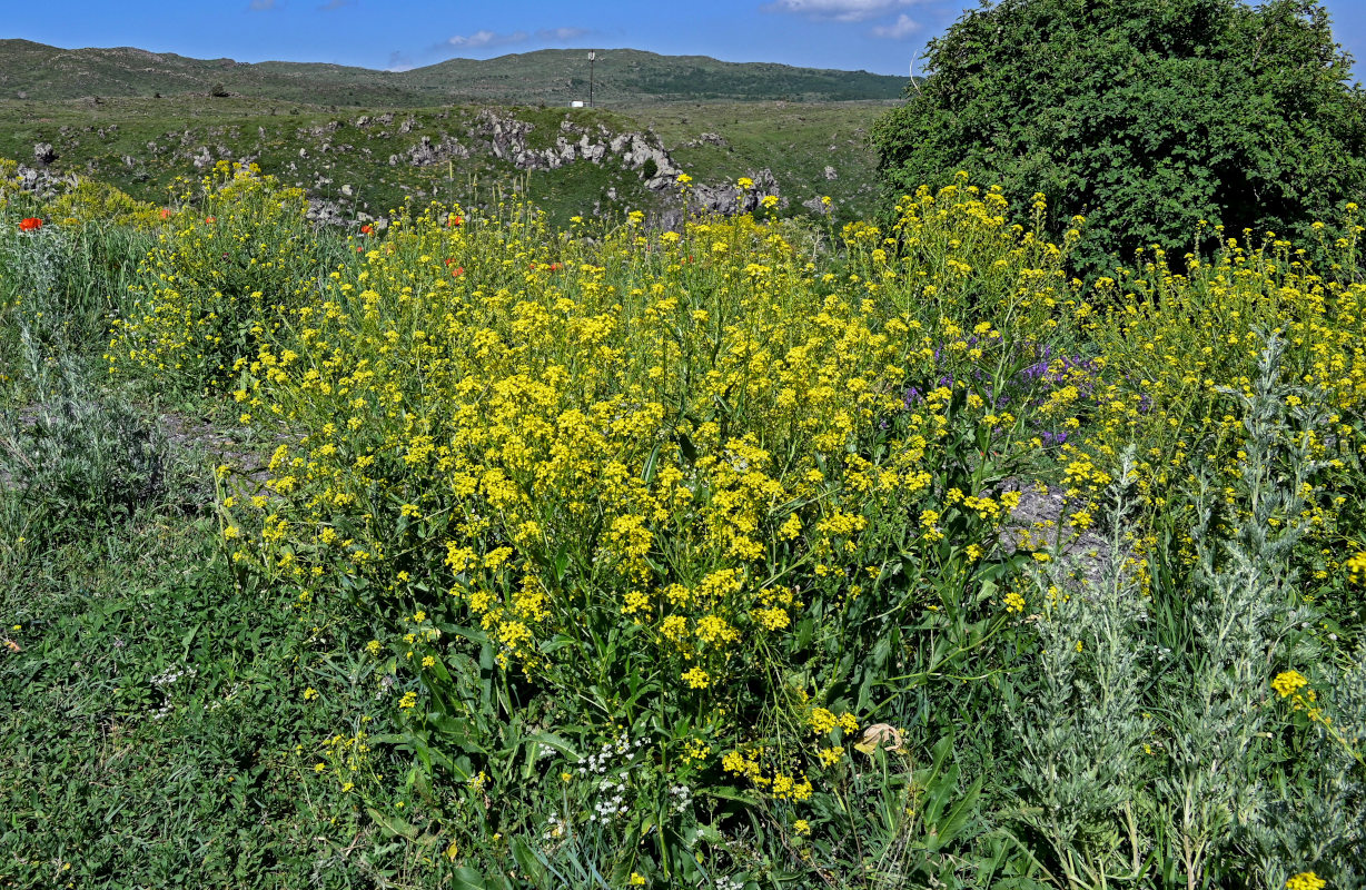 Image of Bunias orientalis specimen.