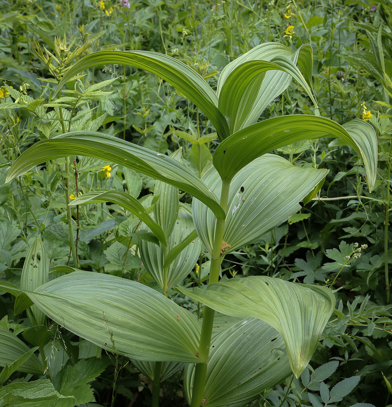 Изображение особи Veratrum lobelianum.