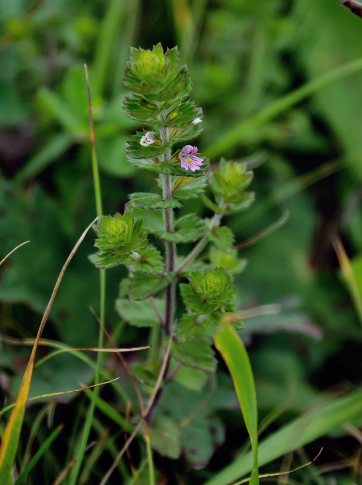 Изображение особи род Euphrasia.