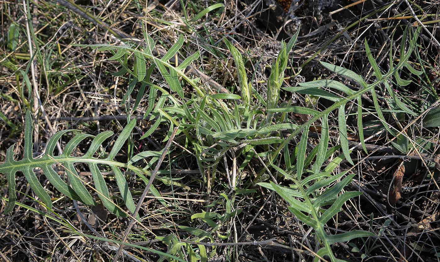 Image of Klasea radiata specimen.