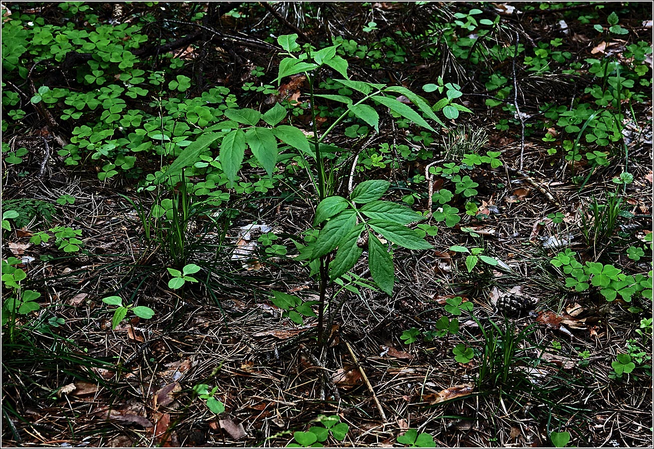 Изображение особи Sambucus racemosa.