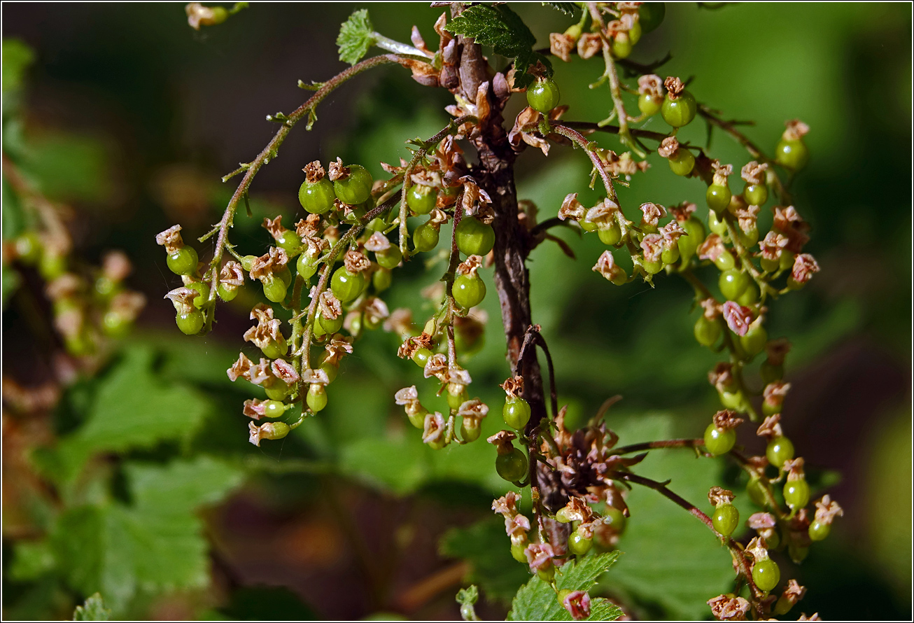 Изображение особи Ribes rubrum.