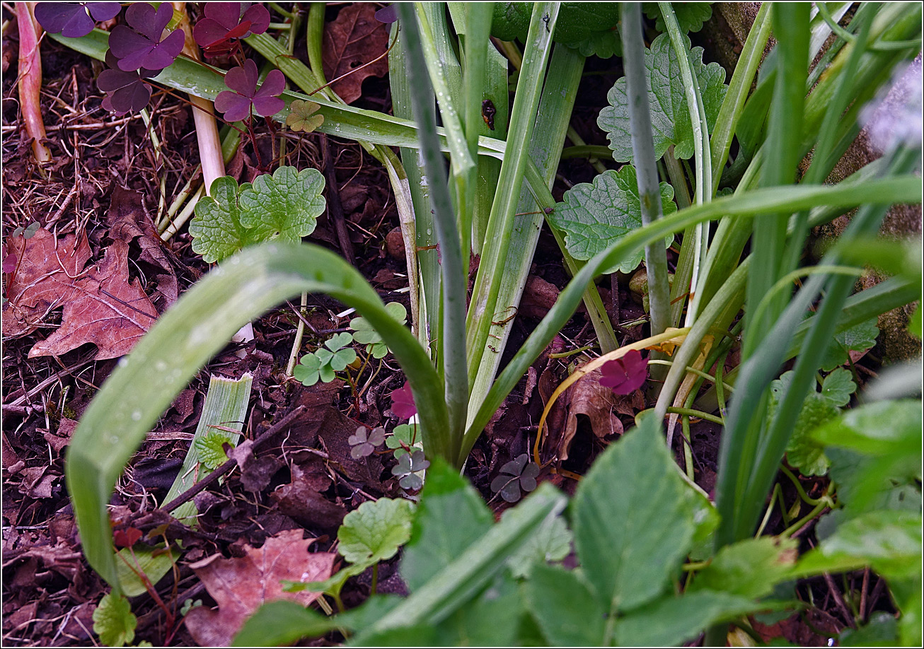 Image of genus Ornithogalum specimen.