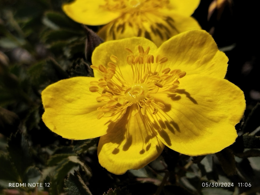 Image of genus Rosa specimen.