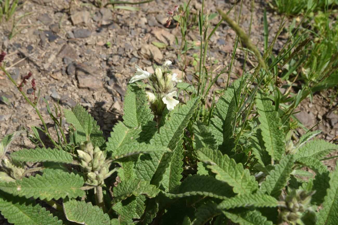 Image of Betonica ossetica specimen.