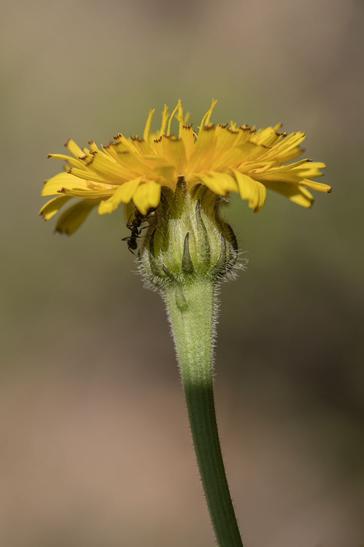 Image of Leontodon caucasicus specimen.