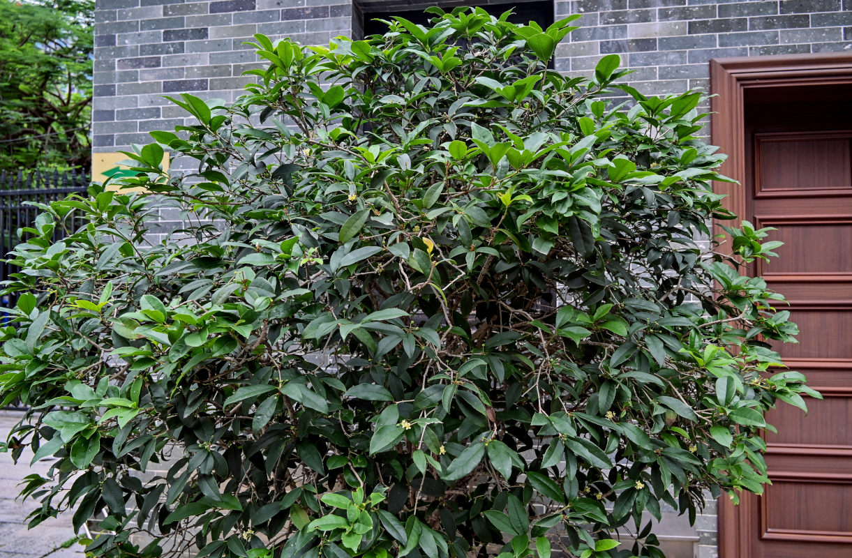 Изображение особи Osmanthus fragrans.