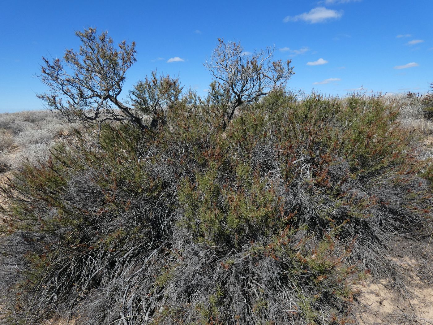 Image of Spiraeanthus schrenkianus specimen.