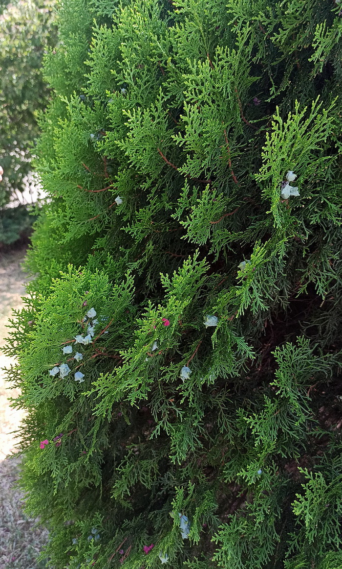 Изображение особи Platycladus orientalis.