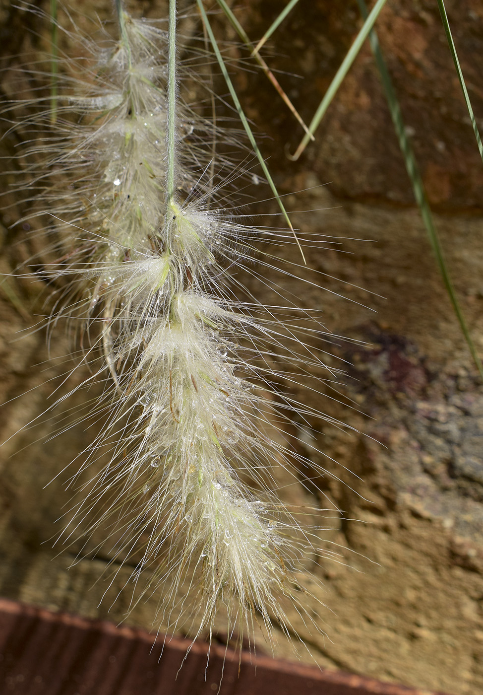 Image of Pennisetum villosum specimen.