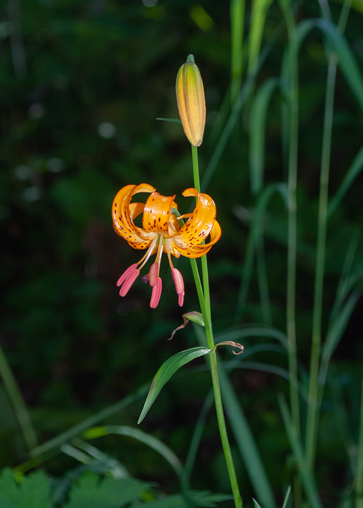 Image of Lilium debile specimen.