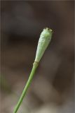 Papaver umbonatum. Верхушка побега с плодом. Турция, пров. Анталья, р-н Кумлуджа, окр. с. Еникышла, каменистая обочина грунтовой дороги. 31.05.2024.