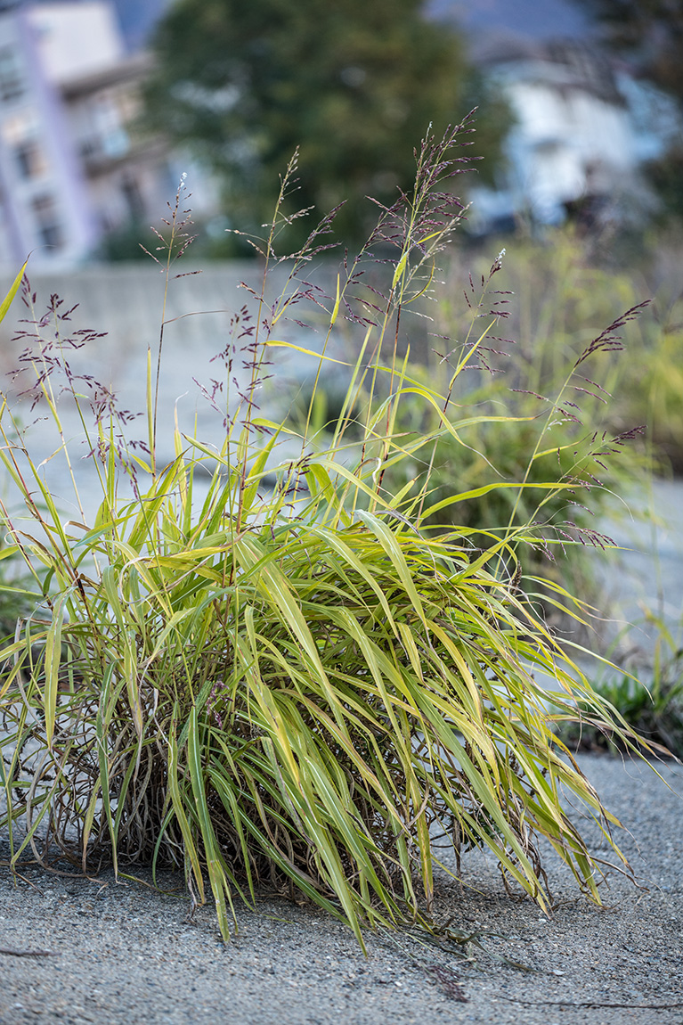 Image of Sorghum halepense specimen.