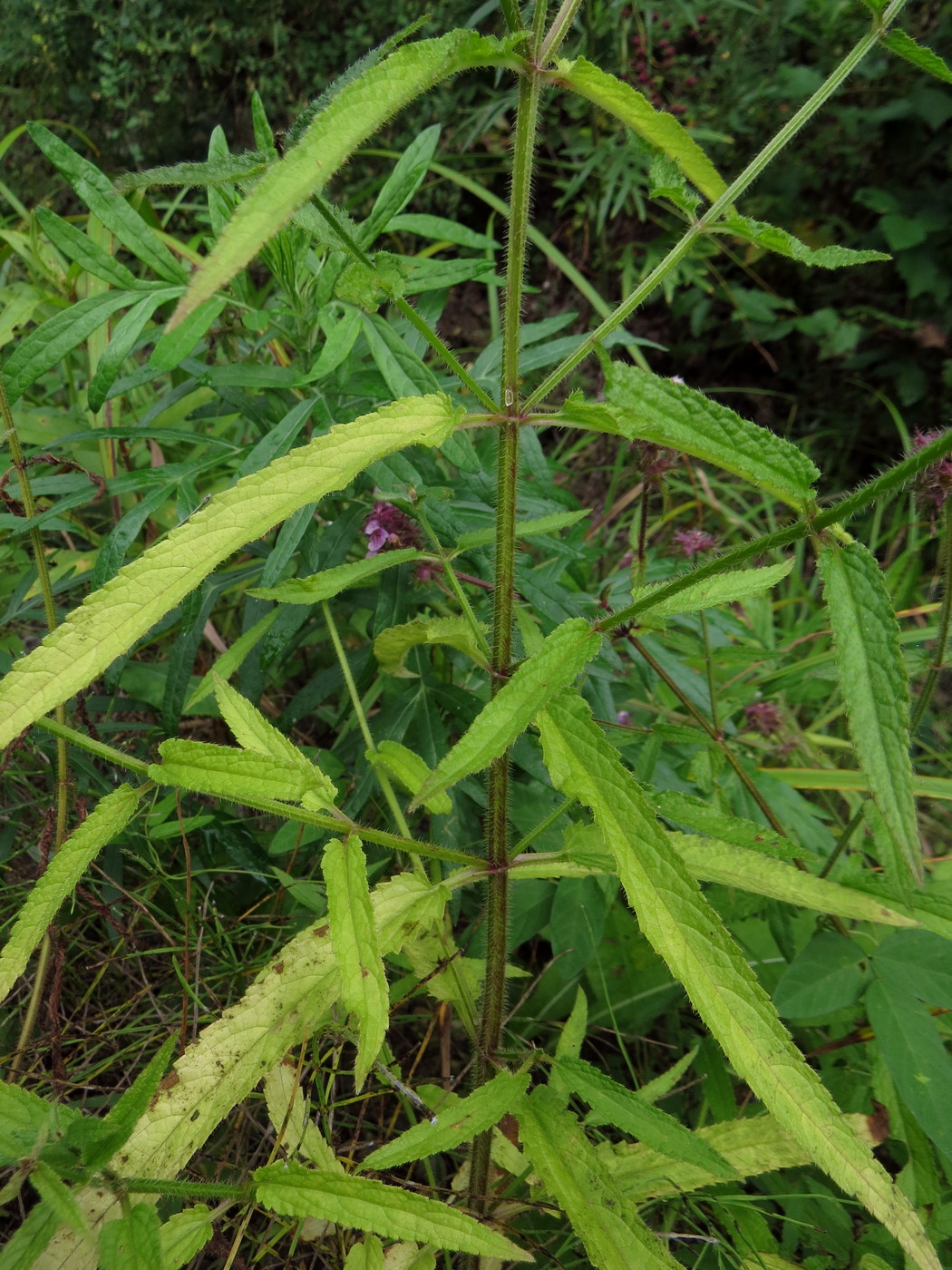 Изображение особи Stachys aspera.