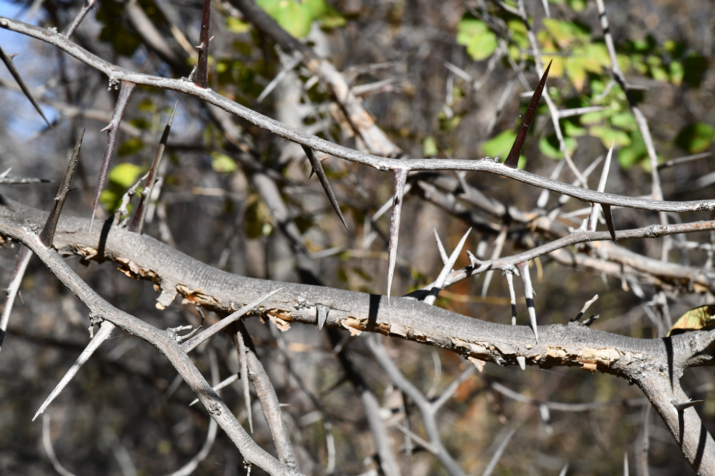 Image of genus Gleditsia specimen.