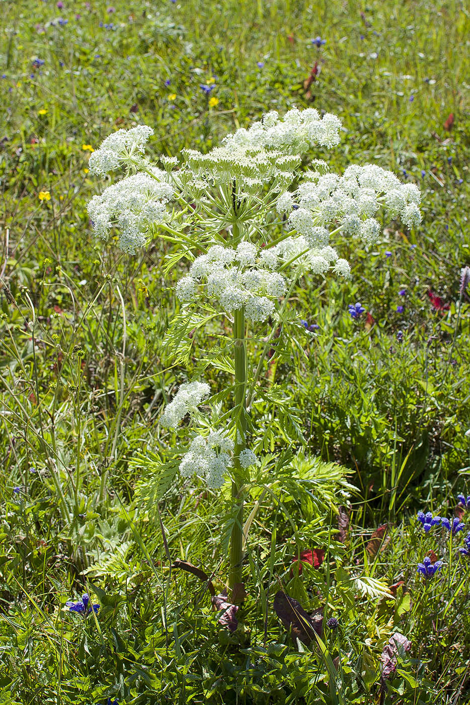 Изображение особи Pleurospermum uralense.