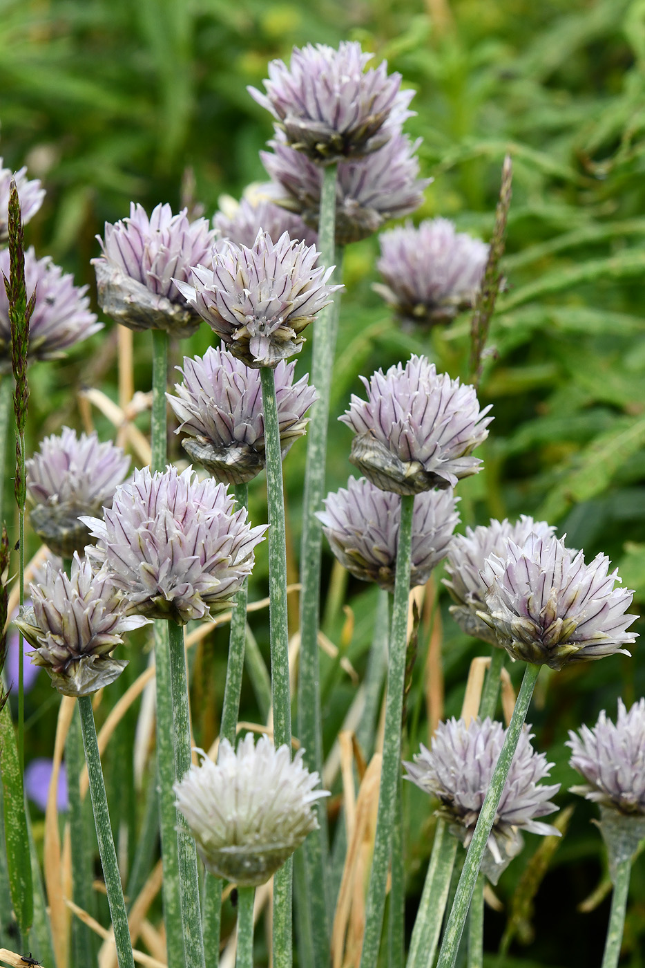 Image of Allium karelinii specimen.