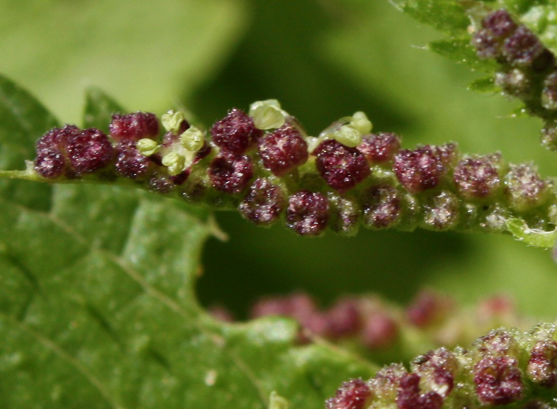 Image of Urtica membranacea specimen.