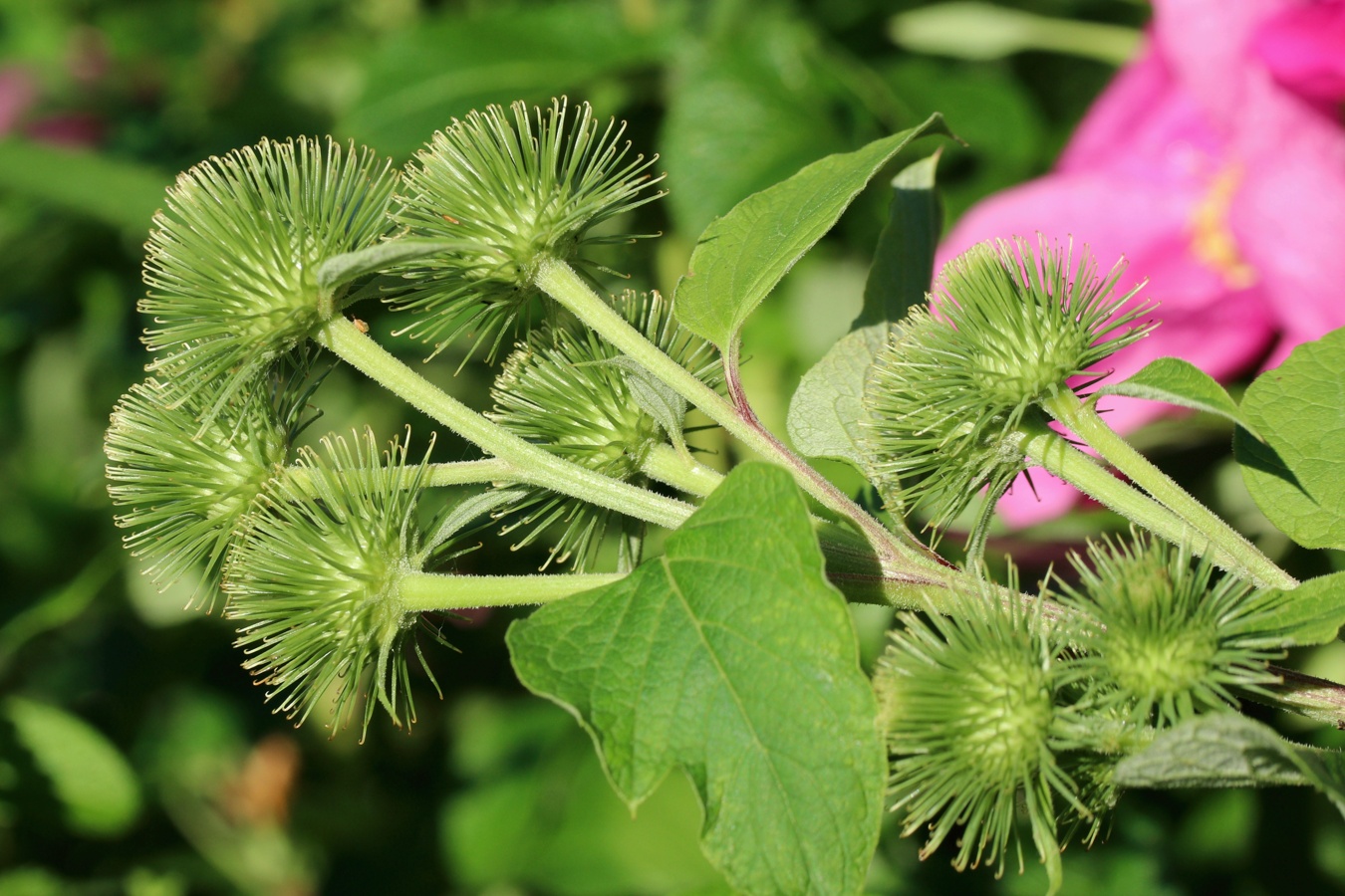 Изображение особи Arctium lappa.