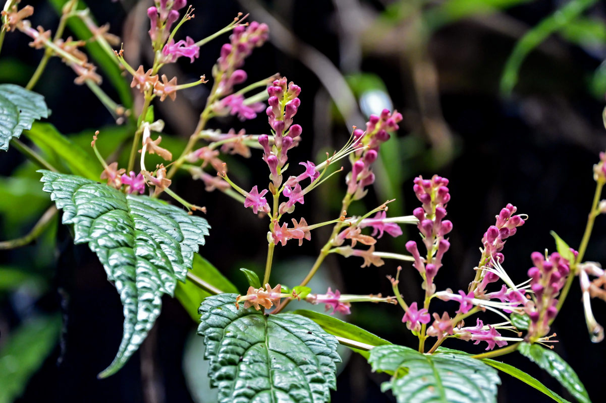 Image of Teucrium ornatum specimen.