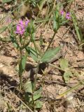 род Centaurium