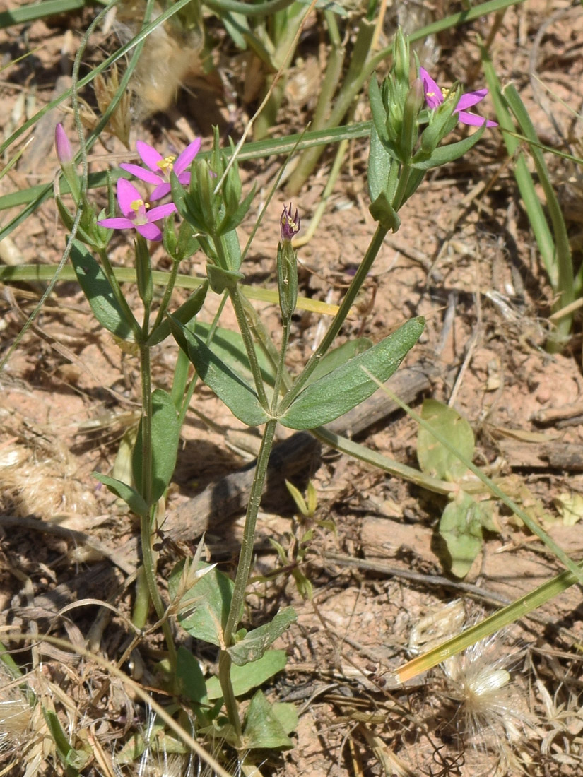 Изображение особи род Centaurium.