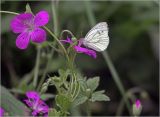 Geranium palustre. Цветущее растение с кормящейся бабочкой-белянкой Pieris napi. Московская обл., Раменский р-н, окр. ж.-д. платформы Хрипань, просека в смешанном лесу. 23.07.2018.