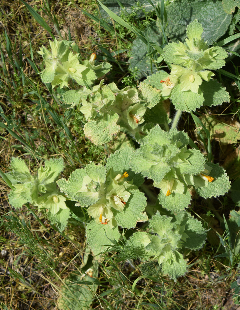 Image of Eremostachys isochila specimen.