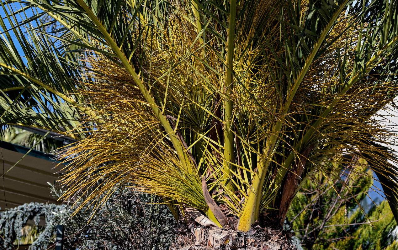 Image of Phoenix canariensis specimen.