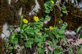 View full-size image Doronicum orientale