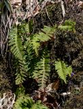 View full-size image Polypodium vulgare
