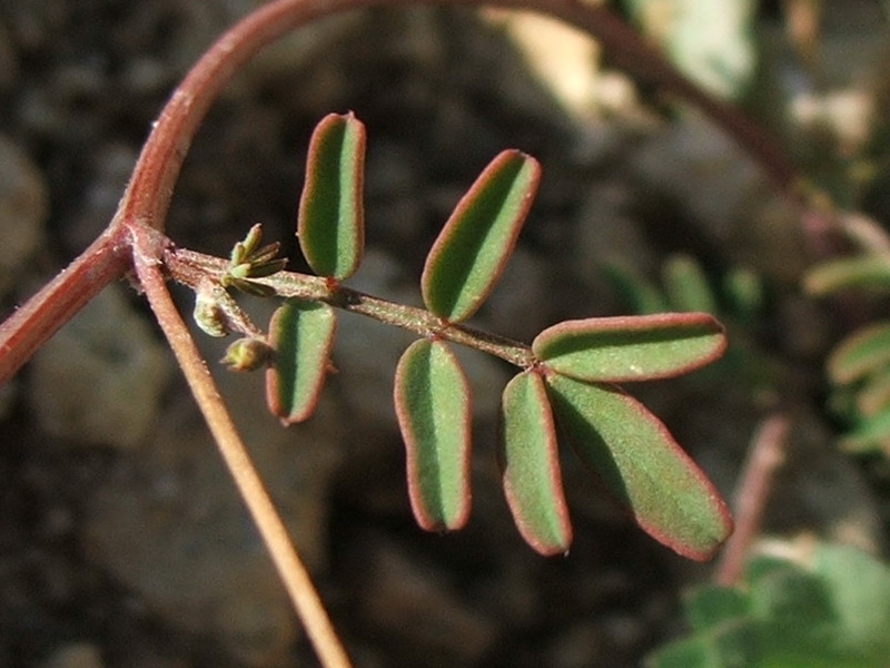 Изображение особи Hippocrepis ciliata.