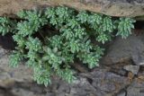 View full-size image genus Sedum