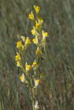 View full-size image Linaria incompleta