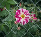 Смотреть изображение род Rosa