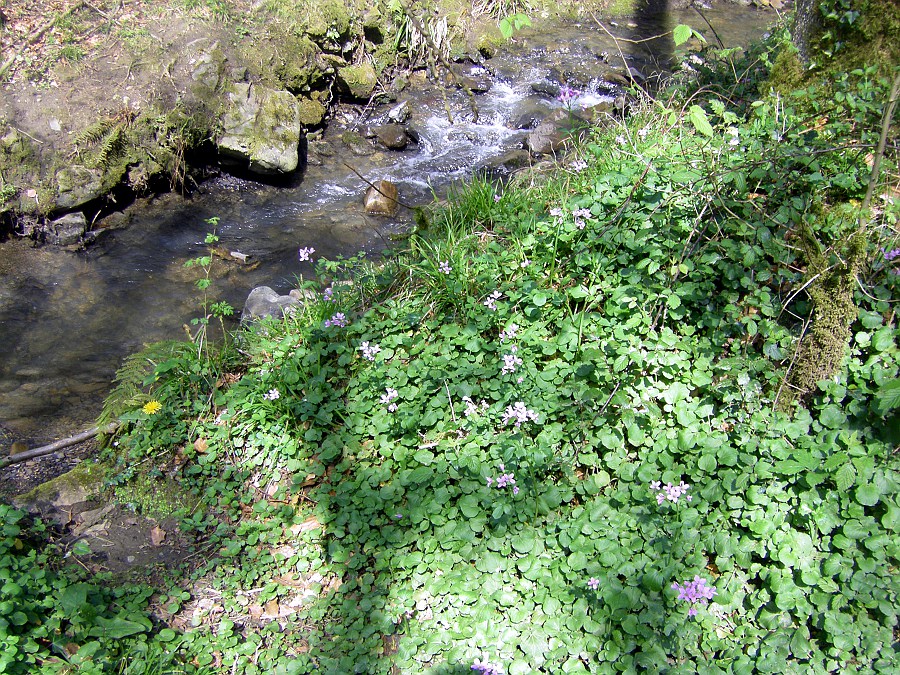 Image of Cardamine raphanifolia specimen.