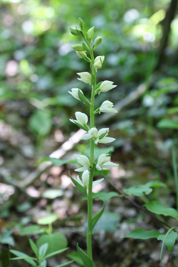 Image of Cephalanthera epipactoides specimen.