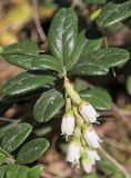 View full-size image Vaccinium vitis-idaea