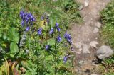 View full-size image Aconitum cymbulatum