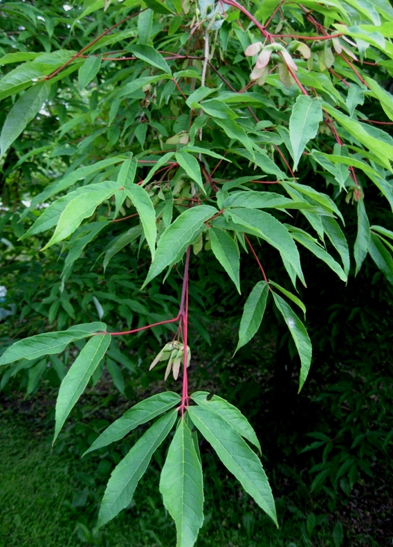 Image of Acer mandshuricum specimen.