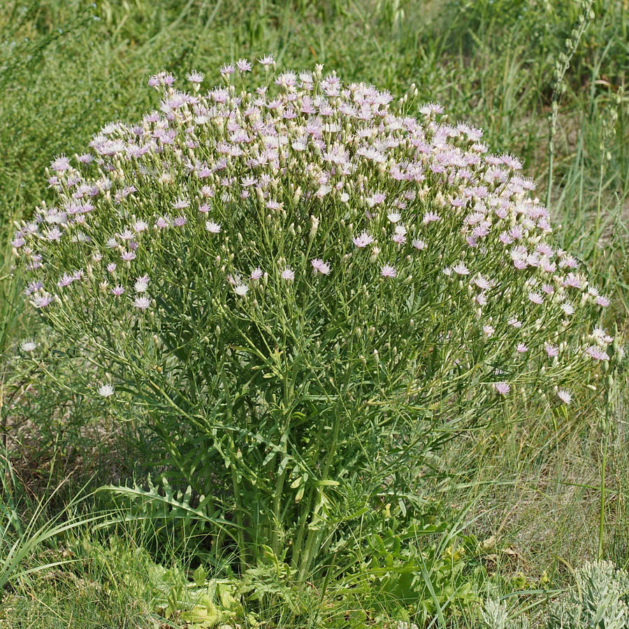 Image of Klasea erucifolia specimen.