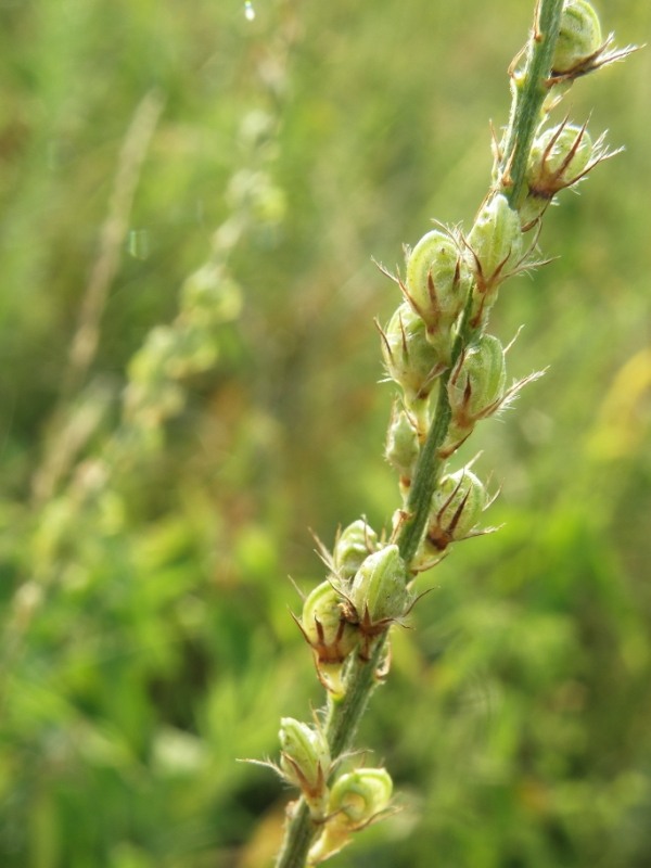 Image of Onobrychis arenaria specimen.